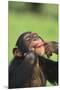 Chimpanzee-DLILLC-Mounted Premium Photographic Print