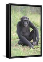 Chimpanzee-DLILLC-Framed Stretched Canvas