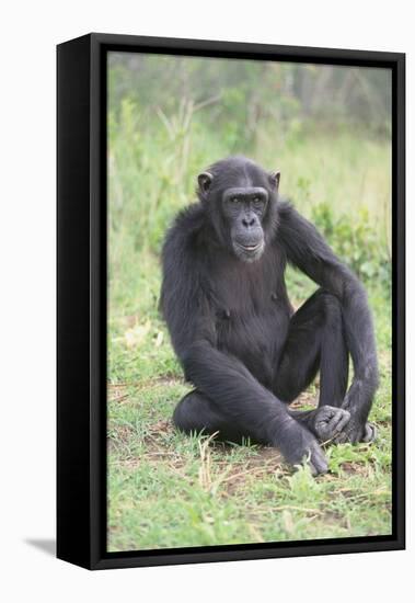 Chimpanzee-DLILLC-Framed Stretched Canvas