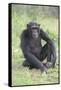 Chimpanzee-DLILLC-Framed Stretched Canvas