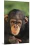 Chimpanzee-DLILLC-Mounted Premium Photographic Print