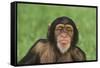 Chimpanzee-DLILLC-Framed Stretched Canvas