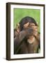 Chimpanzee-DLILLC-Framed Premium Photographic Print