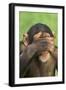 Chimpanzee-DLILLC-Framed Premium Photographic Print