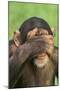 Chimpanzee-DLILLC-Mounted Premium Photographic Print