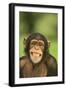 Chimpanzee-DLILLC-Framed Premium Photographic Print