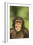 Chimpanzee-DLILLC-Framed Premium Photographic Print