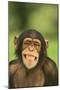 Chimpanzee-DLILLC-Mounted Premium Photographic Print