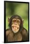 Chimpanzee-DLILLC-Framed Premium Photographic Print