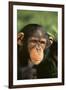 Chimpanzee-DLILLC-Framed Premium Photographic Print