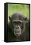 Chimpanzee-DLILLC-Framed Stretched Canvas