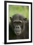 Chimpanzee-DLILLC-Framed Premium Photographic Print
