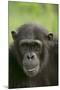 Chimpanzee-DLILLC-Mounted Premium Photographic Print