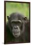 Chimpanzee-DLILLC-Framed Premium Photographic Print