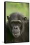 Chimpanzee-DLILLC-Framed Stretched Canvas