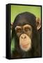 Chimpanzee-DLILLC-Framed Stretched Canvas