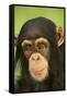 Chimpanzee-DLILLC-Framed Stretched Canvas