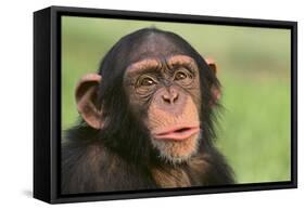 Chimpanzee-DLILLC-Framed Stretched Canvas