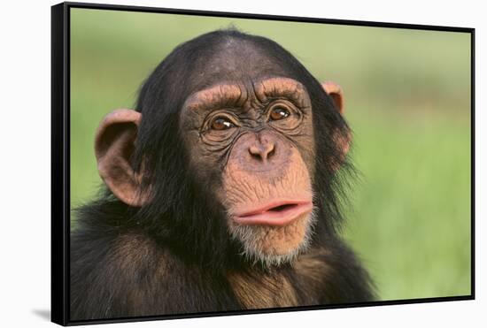 Chimpanzee-DLILLC-Framed Stretched Canvas