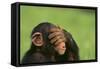 Chimpanzee-DLILLC-Framed Stretched Canvas