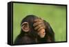 Chimpanzee-DLILLC-Framed Stretched Canvas