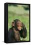 Chimpanzee-DLILLC-Framed Stretched Canvas