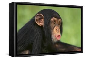 Chimpanzee-DLILLC-Framed Stretched Canvas