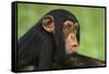 Chimpanzee-DLILLC-Framed Stretched Canvas