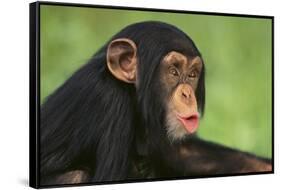 Chimpanzee-DLILLC-Framed Stretched Canvas