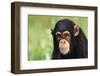 Chimpanzee-DLILLC-Framed Premium Photographic Print