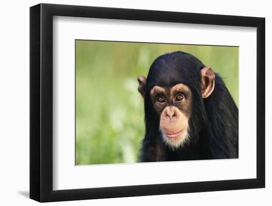 Chimpanzee-DLILLC-Framed Premium Photographic Print