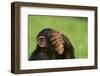 Chimpanzee-DLILLC-Framed Premium Photographic Print