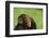 Chimpanzee-DLILLC-Framed Premium Photographic Print