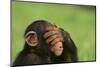 Chimpanzee-DLILLC-Mounted Premium Photographic Print