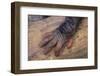 Chimpanzee-DLILLC-Framed Premium Photographic Print