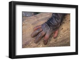 Chimpanzee-DLILLC-Framed Premium Photographic Print