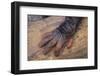 Chimpanzee-DLILLC-Framed Premium Photographic Print