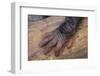 Chimpanzee-DLILLC-Framed Premium Photographic Print