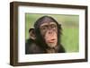 Chimpanzee-DLILLC-Framed Premium Photographic Print