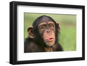 Chimpanzee-DLILLC-Framed Premium Photographic Print