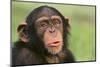 Chimpanzee-DLILLC-Mounted Premium Photographic Print