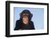 Chimpanzee-DLILLC-Framed Premium Photographic Print