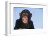 Chimpanzee-DLILLC-Framed Premium Photographic Print