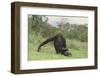 Chimpanzee-DLILLC-Framed Premium Photographic Print