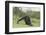 Chimpanzee-DLILLC-Framed Premium Photographic Print