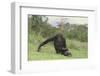 Chimpanzee-DLILLC-Framed Premium Photographic Print