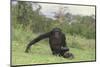 Chimpanzee-DLILLC-Mounted Premium Photographic Print