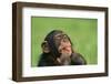 Chimpanzee-DLILLC-Framed Premium Photographic Print