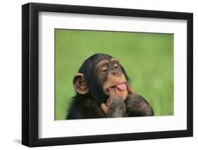 Chimpanzee-DLILLC-Framed Premium Photographic Print