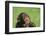 Chimpanzee-DLILLC-Framed Premium Photographic Print